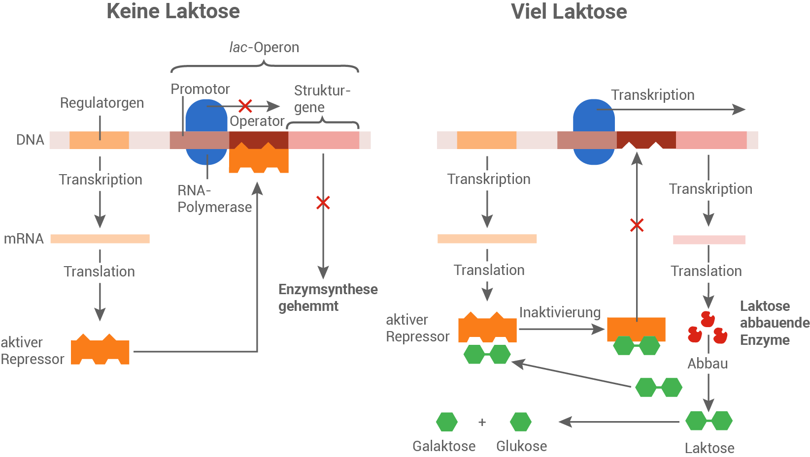 lac-operon
