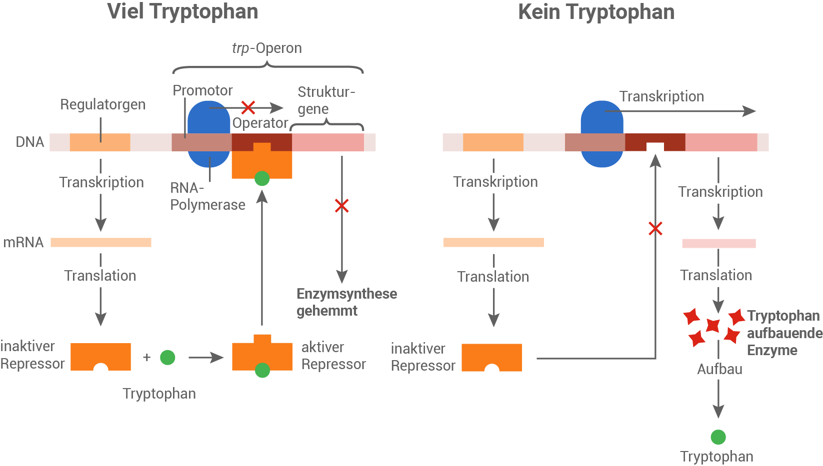 tryptophan operon