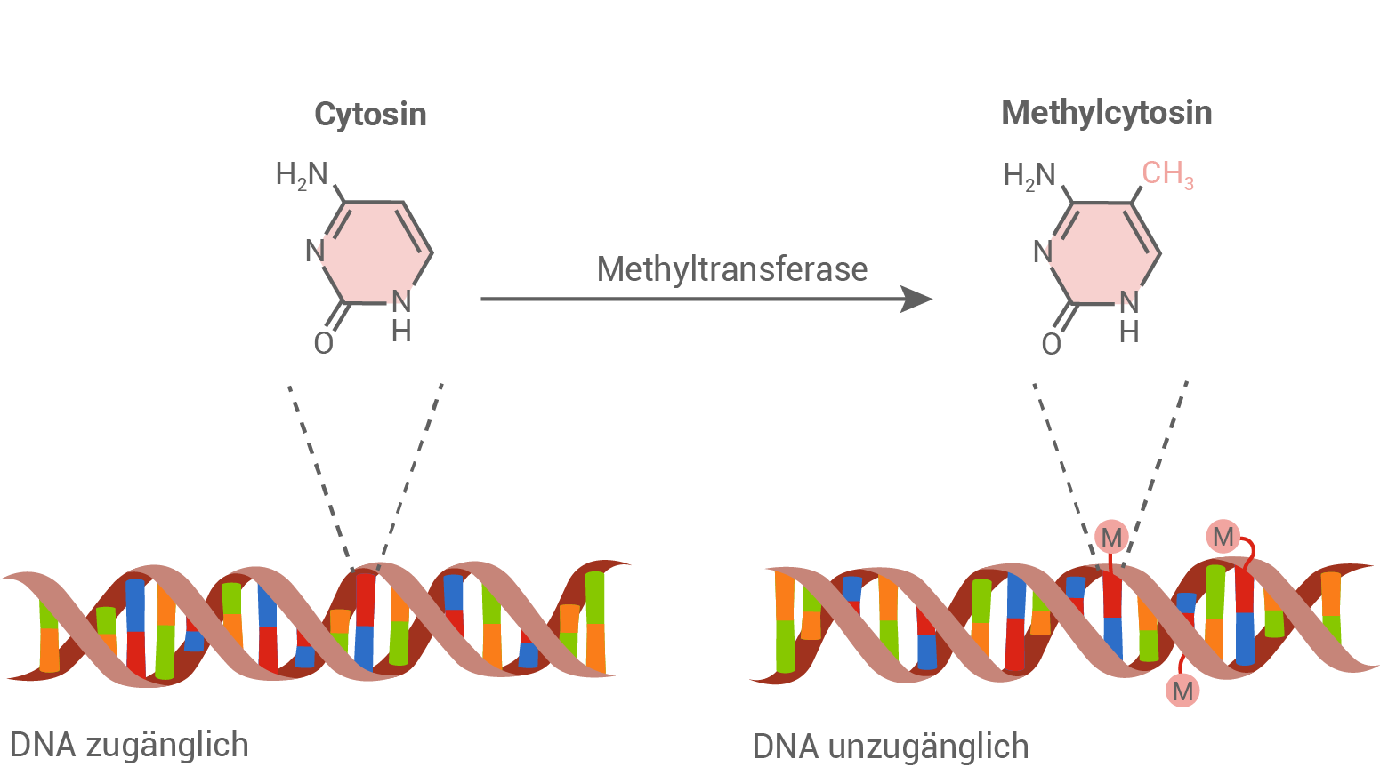 DNA-Modifikation