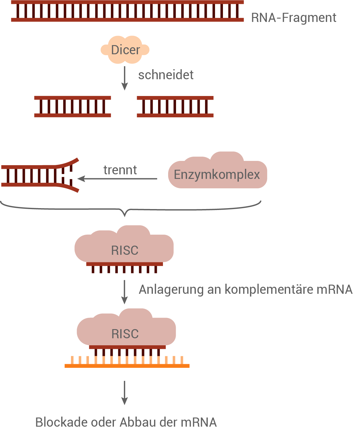 RNA-Interferenz
