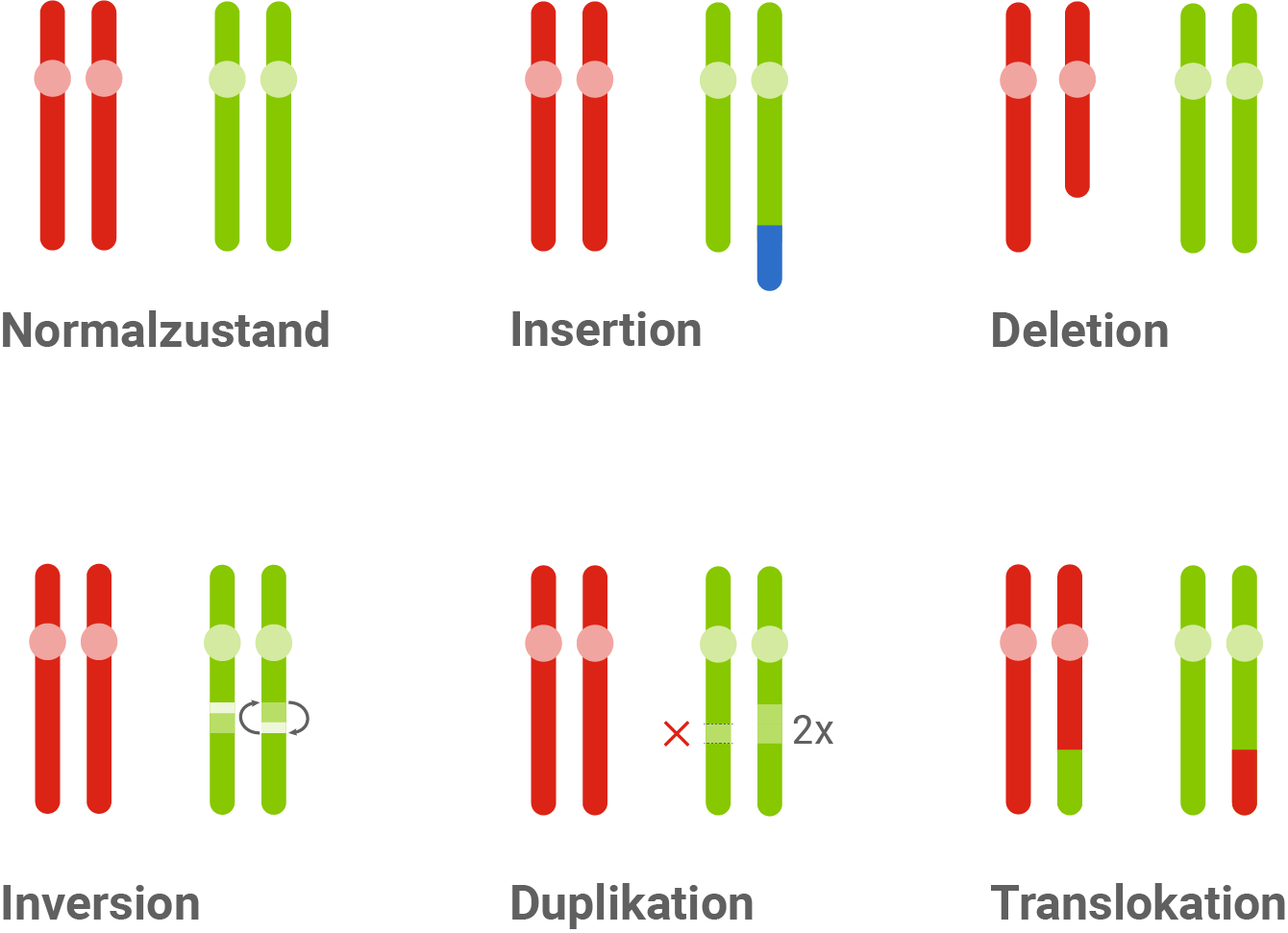 Chromosomenmutation
