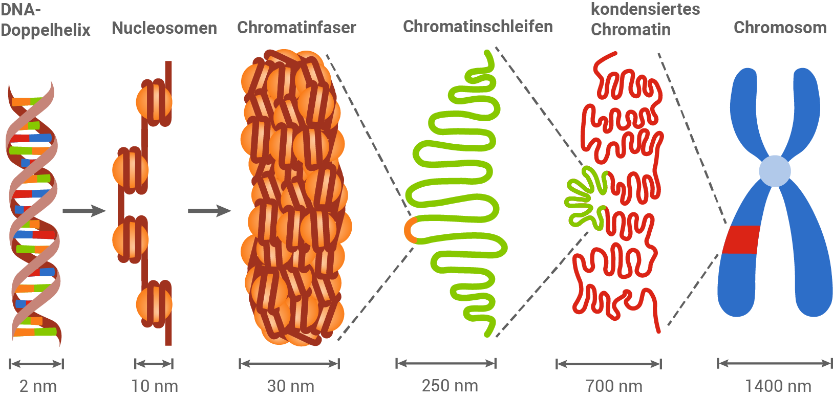 verpackung der dna