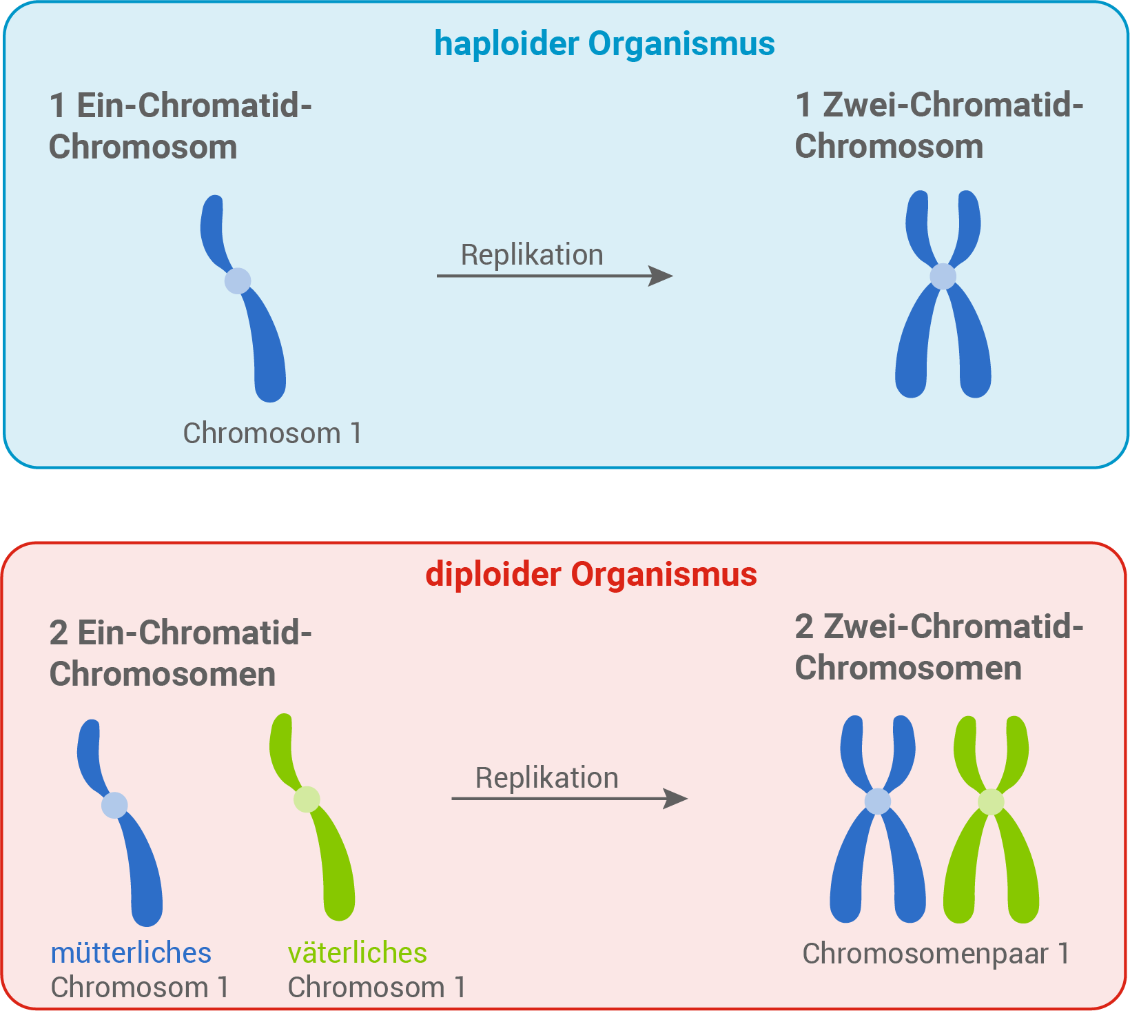 aufbau chromosom