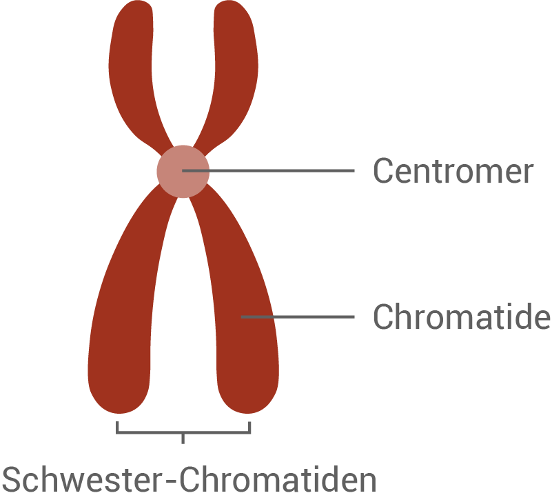 aufbau chromosom