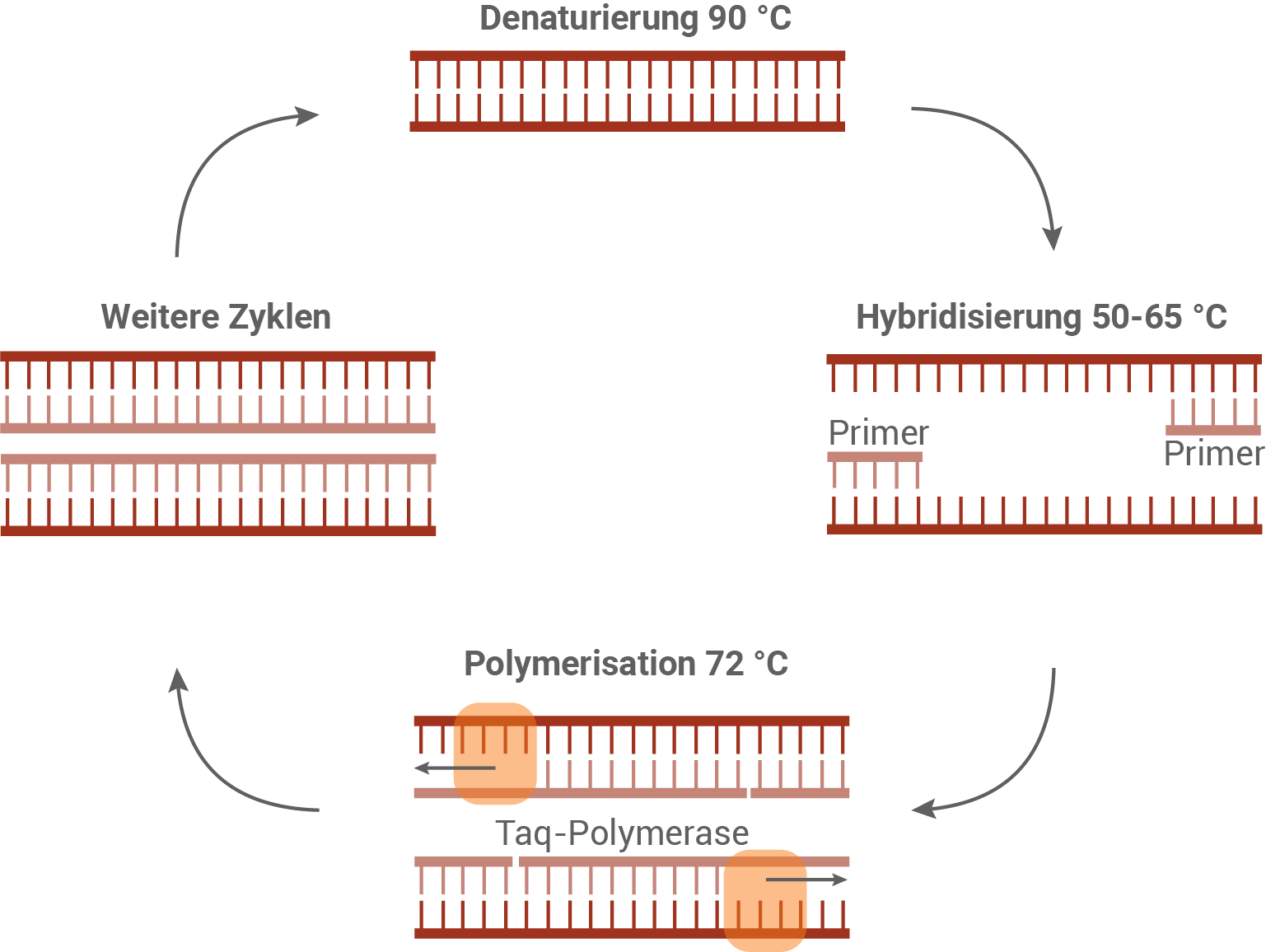 polymerasekettenreaktion