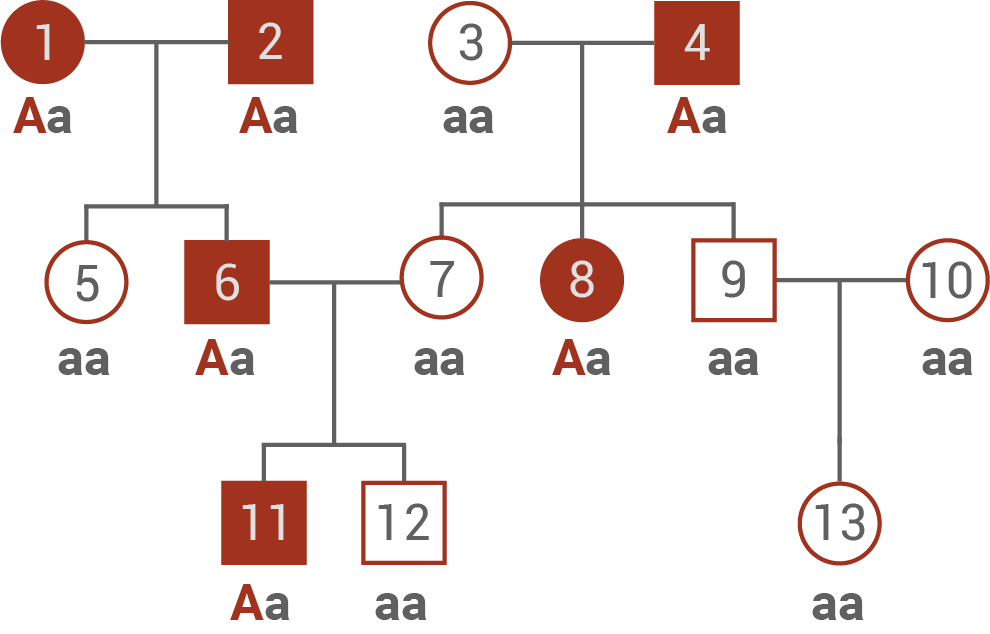 stammbaum autosomal dominant