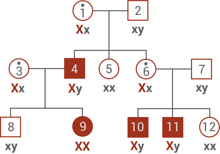 stammbaum x chromosomal dominant