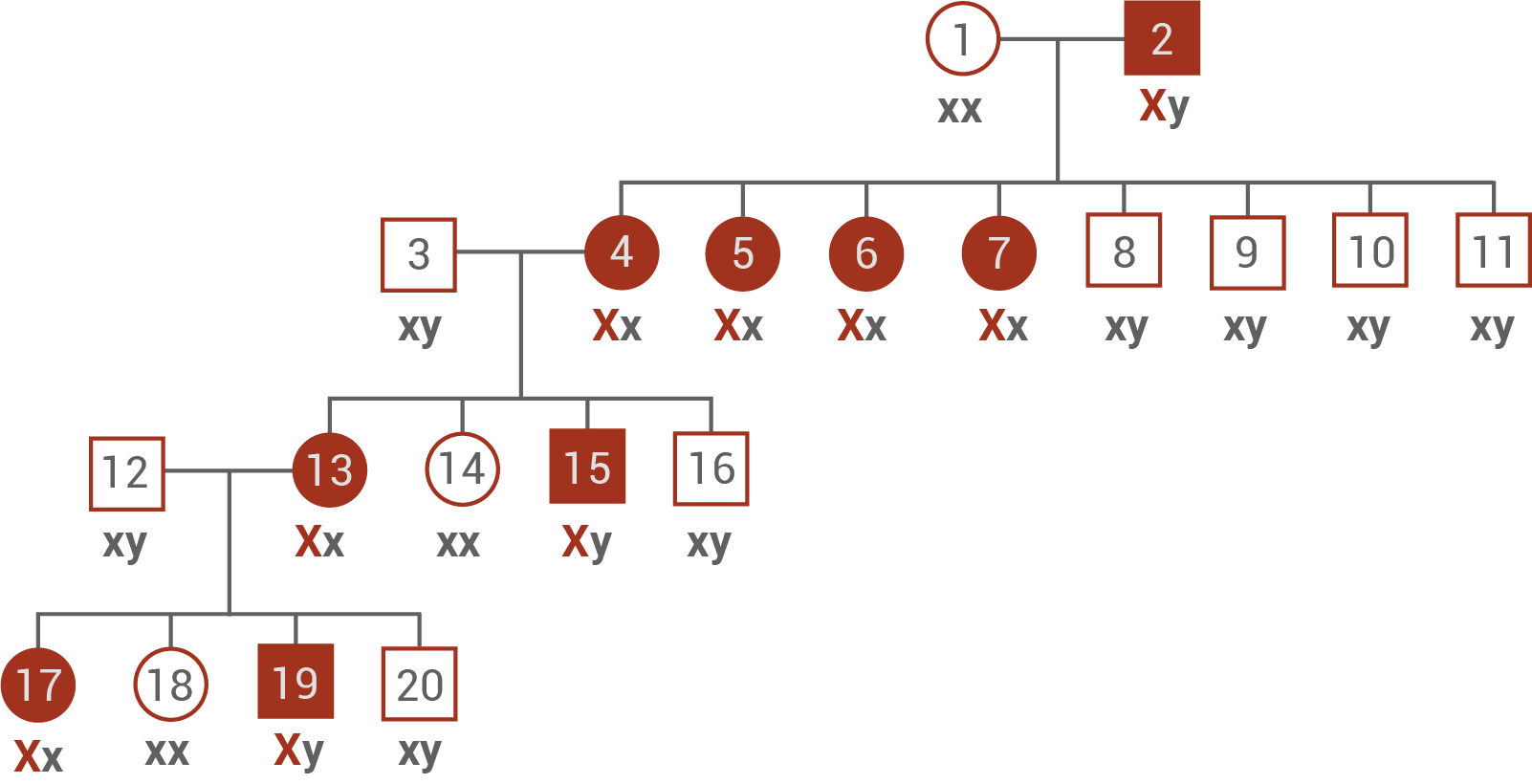 stammbaum x chromosomal dominant