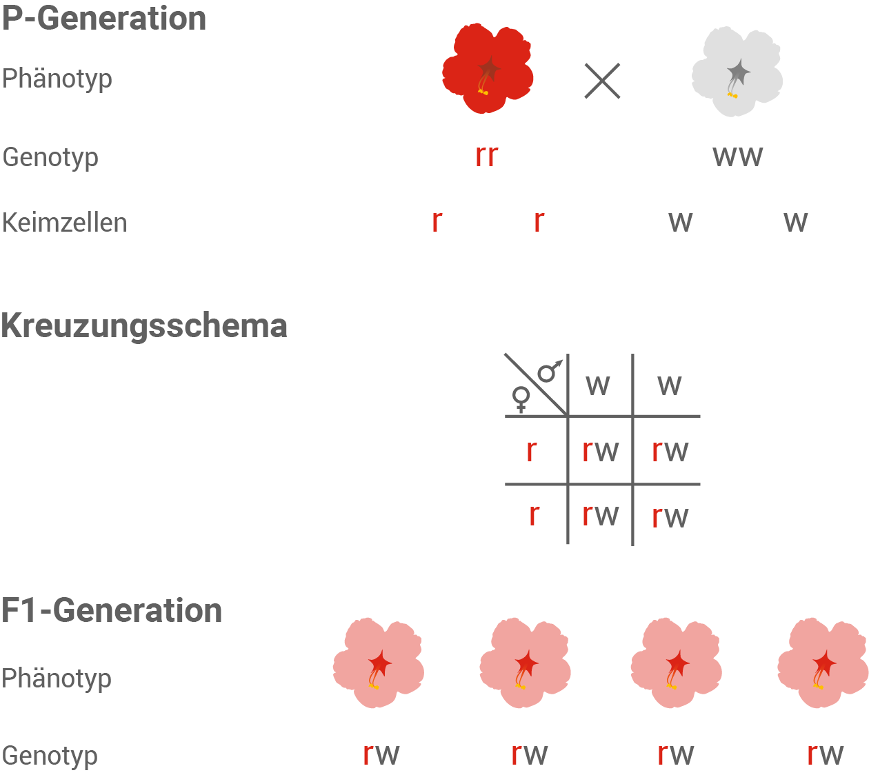 intermediärer Erbgang