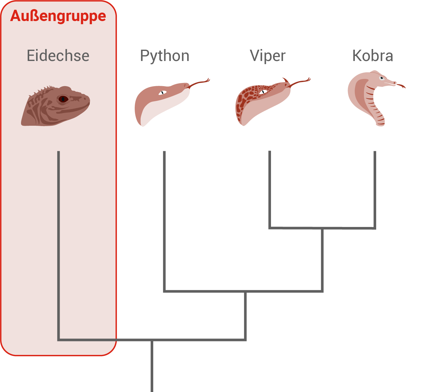 baden württemberg bio basiswissen evolution verwandschaft aufbau eines kladogramms