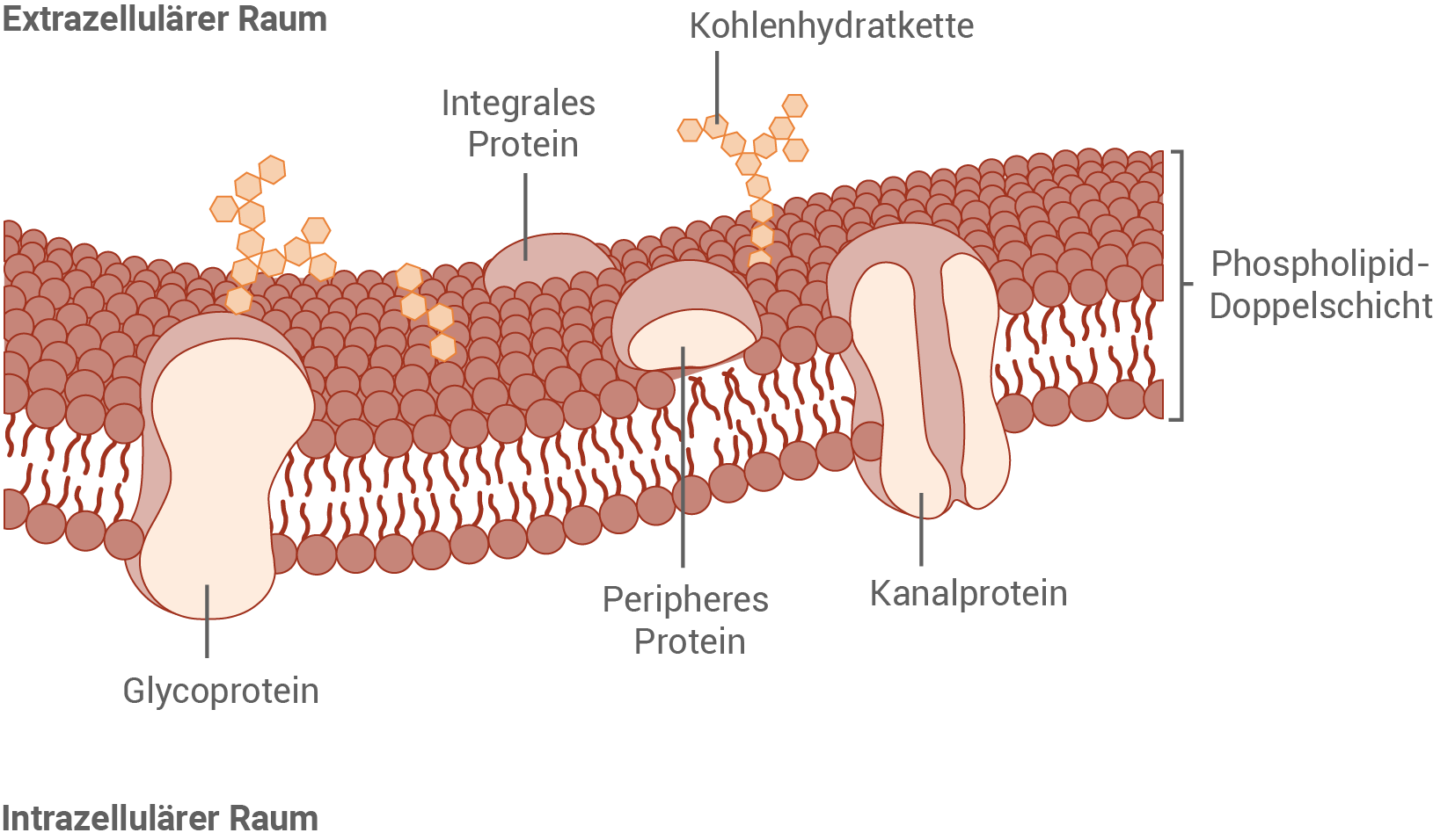 Biomembran