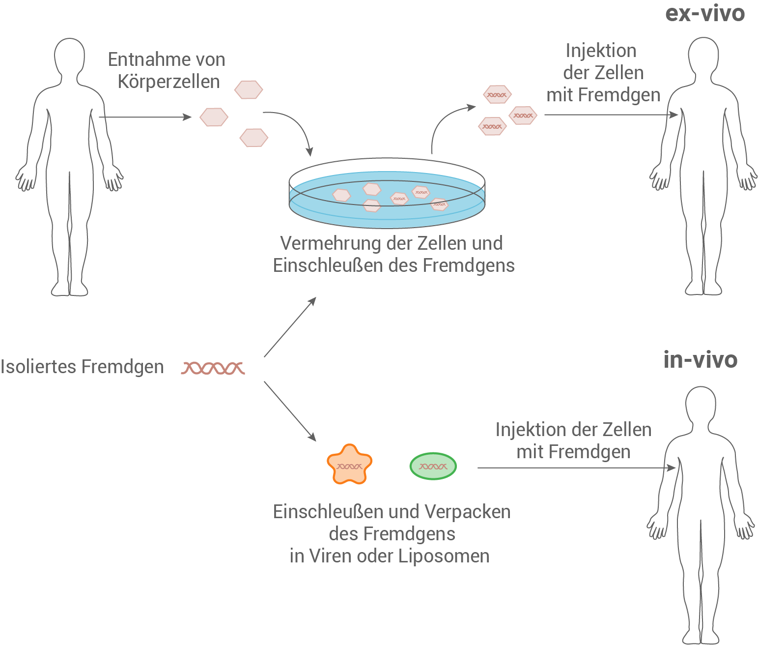 Gentherapie in- und ex-vivo