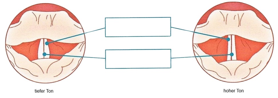 Zwei schematische Stimmbanddarstellungen: links tiefer Ton, rechts hoher Ton, markierte Stellen.