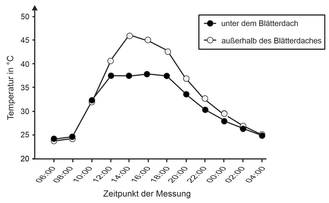 Liniendiagramm: Tagesverlauf der Temperatur, zwei Kurven für Messungen unter und außerhalb des Blätterdachs.