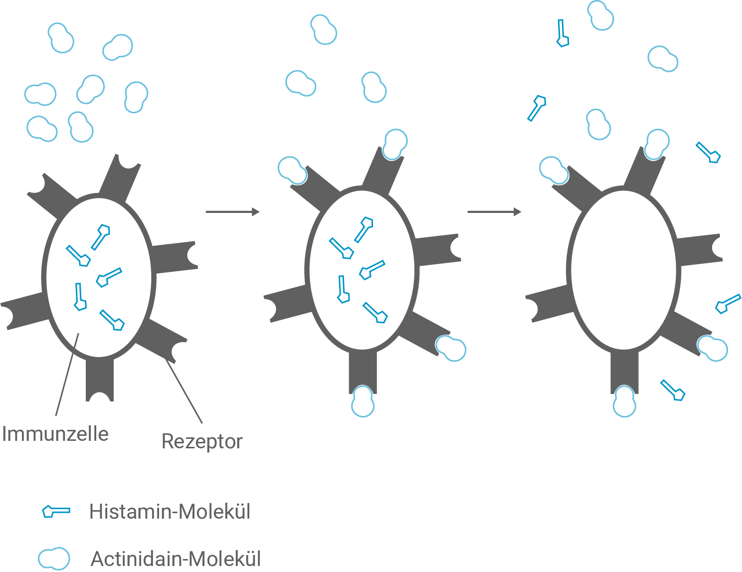 Schema Freisetzung von Histamin aus Immunzellen durch Bindung von Actinidain an Rezeptor