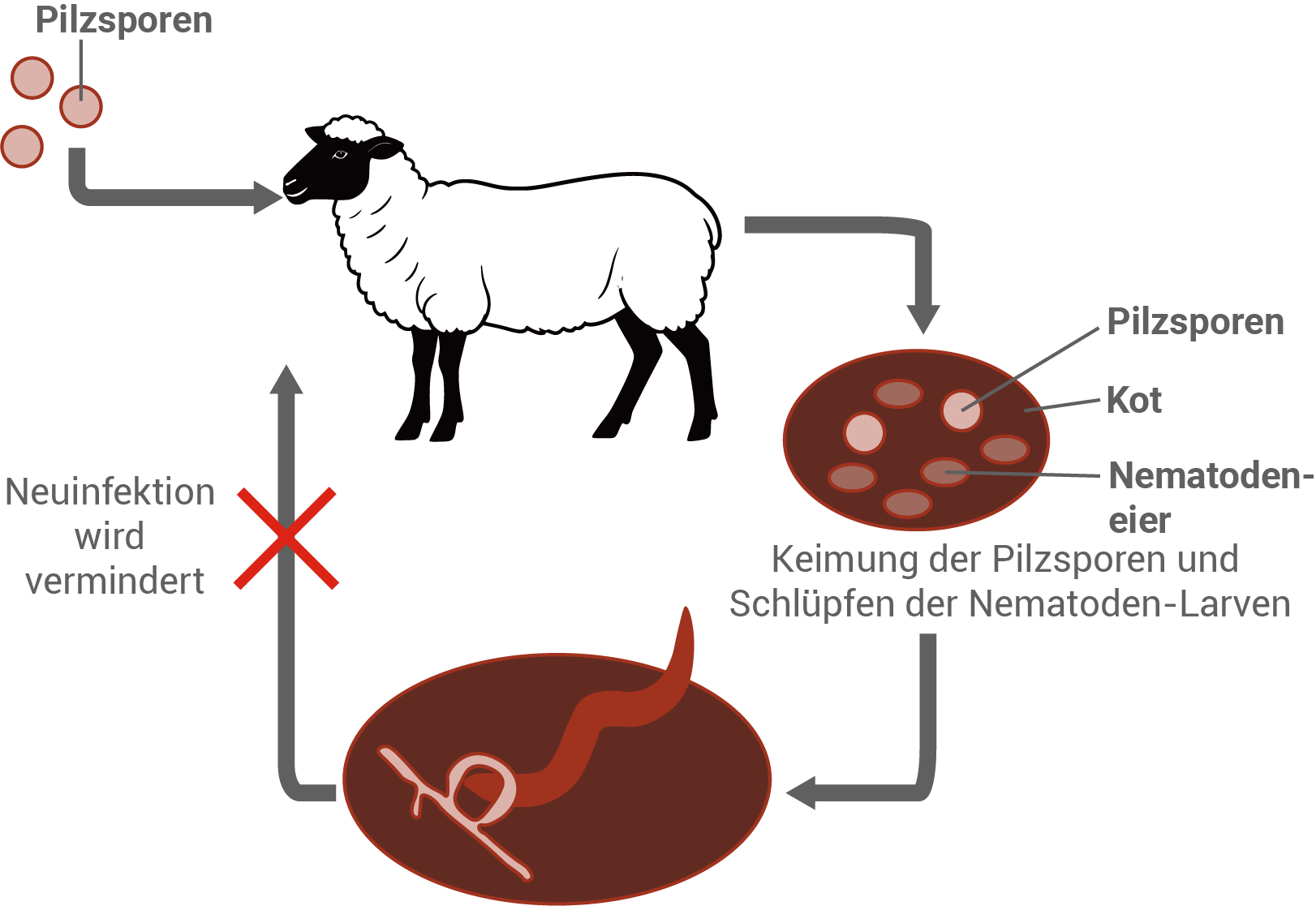 Alternative Parasitenbekämpfung