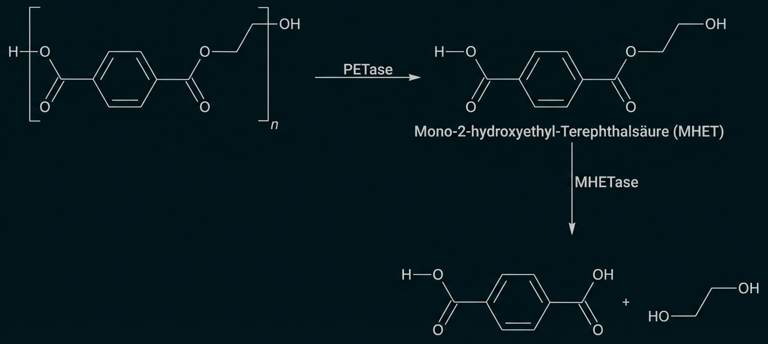Schematische Darstellung des enzymatischen PET-Abbaus zu MHET, Terephthalsäure und Ethylenglykol.