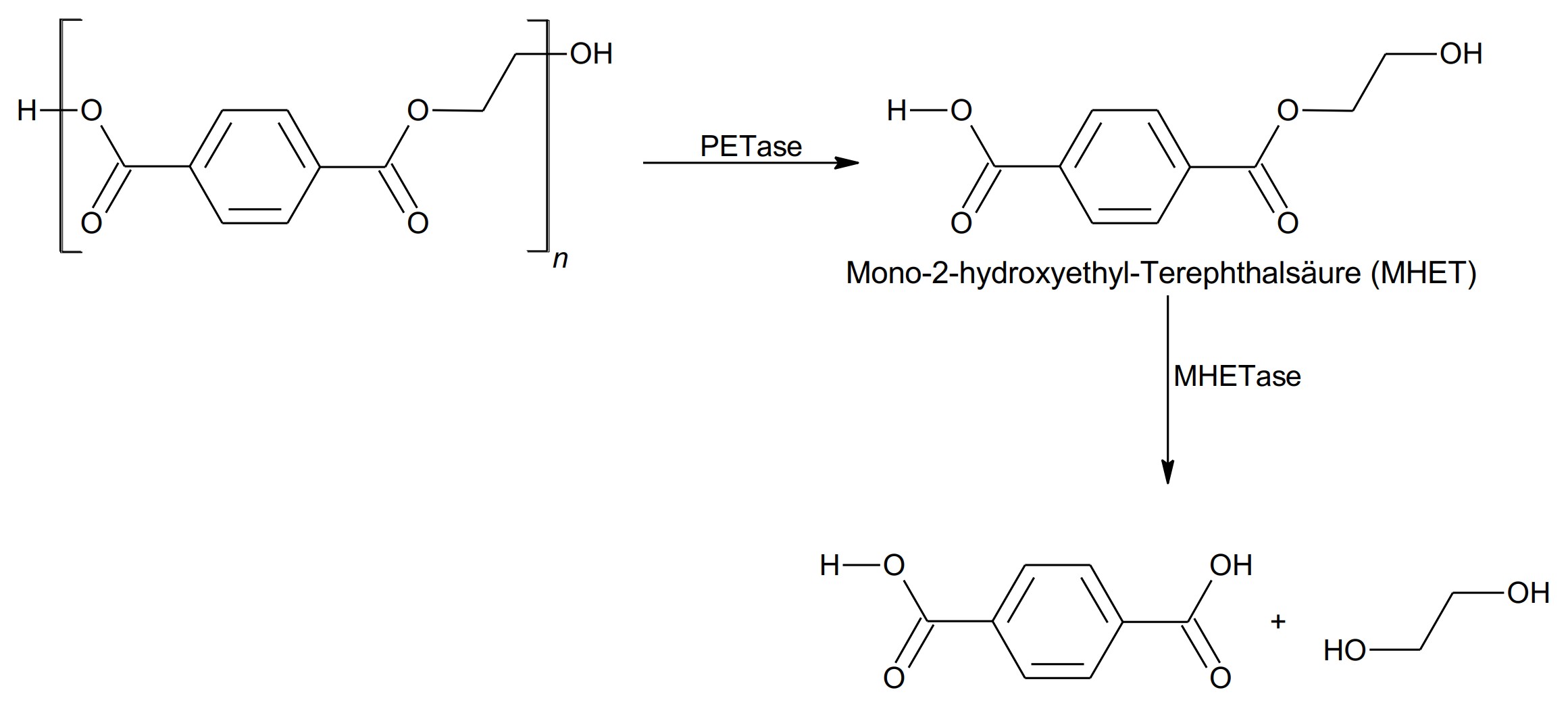 Schematische Darstellung des enzymatischen PET-Abbaus zu MHET, Terephthalsäure und Ethylenglykol.