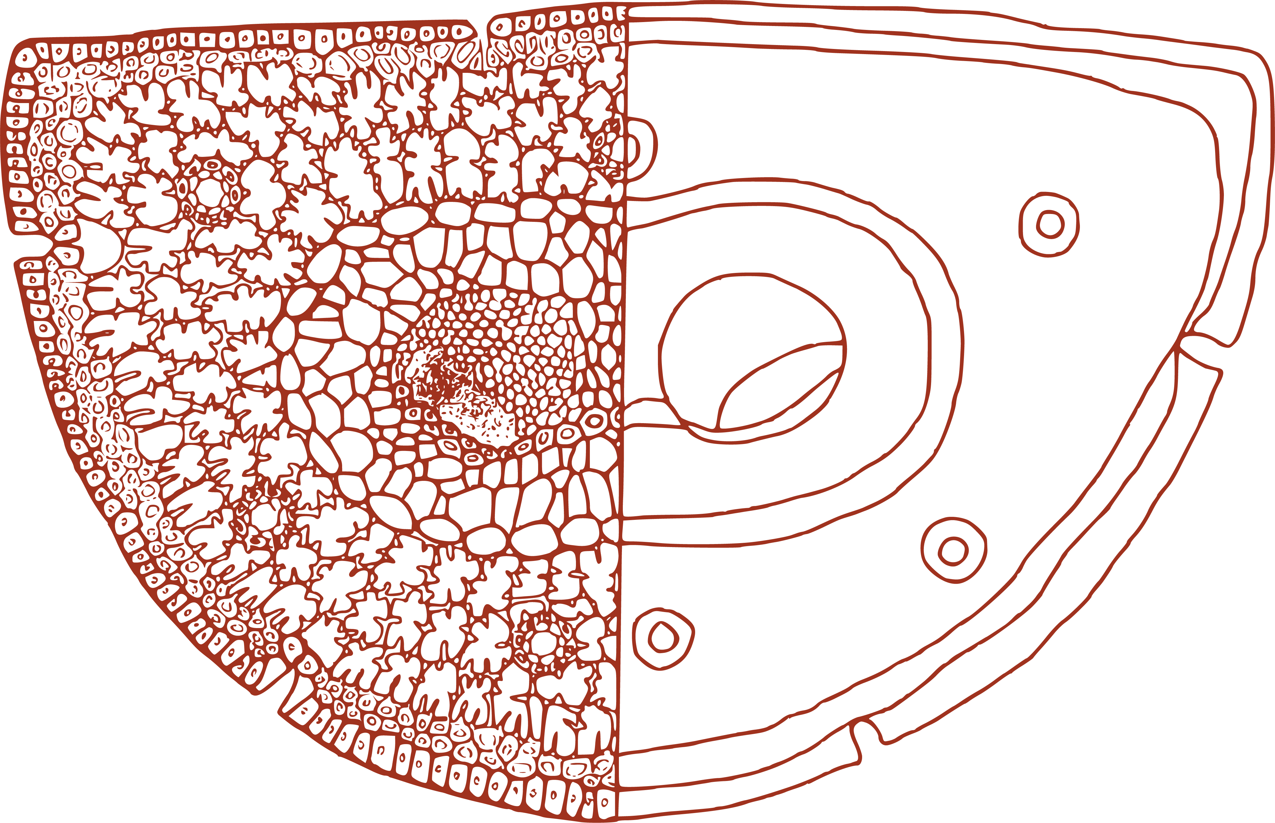 schematische darstellung eines nadelblattes