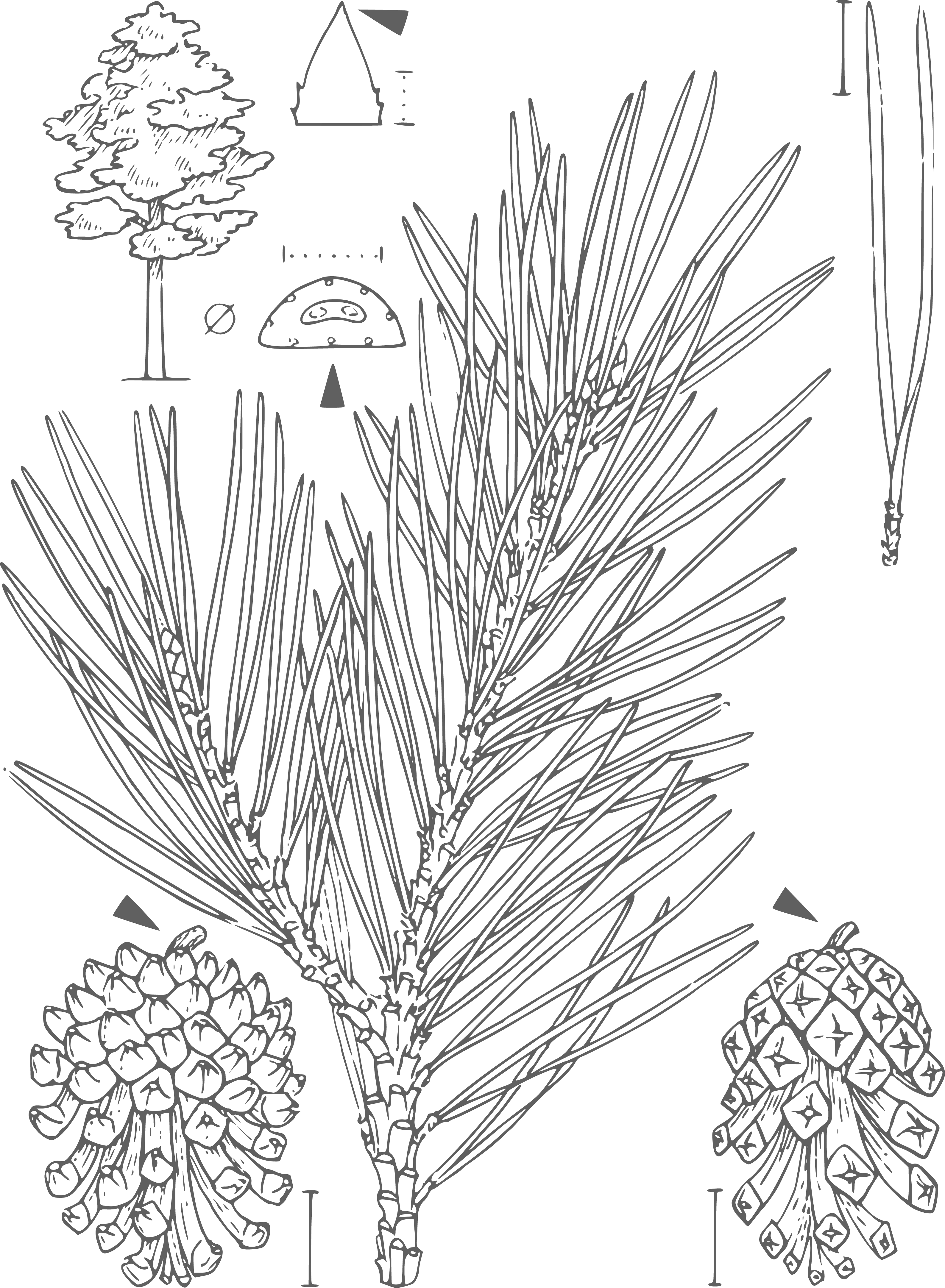 Waldkiefer