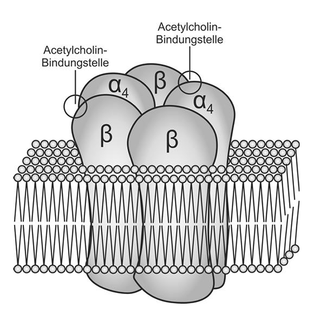 Schematische Darstellung eines Acetylcholinrezeptors mit α- und β-Untereinheiten in einer Lipid-Doppelschicht