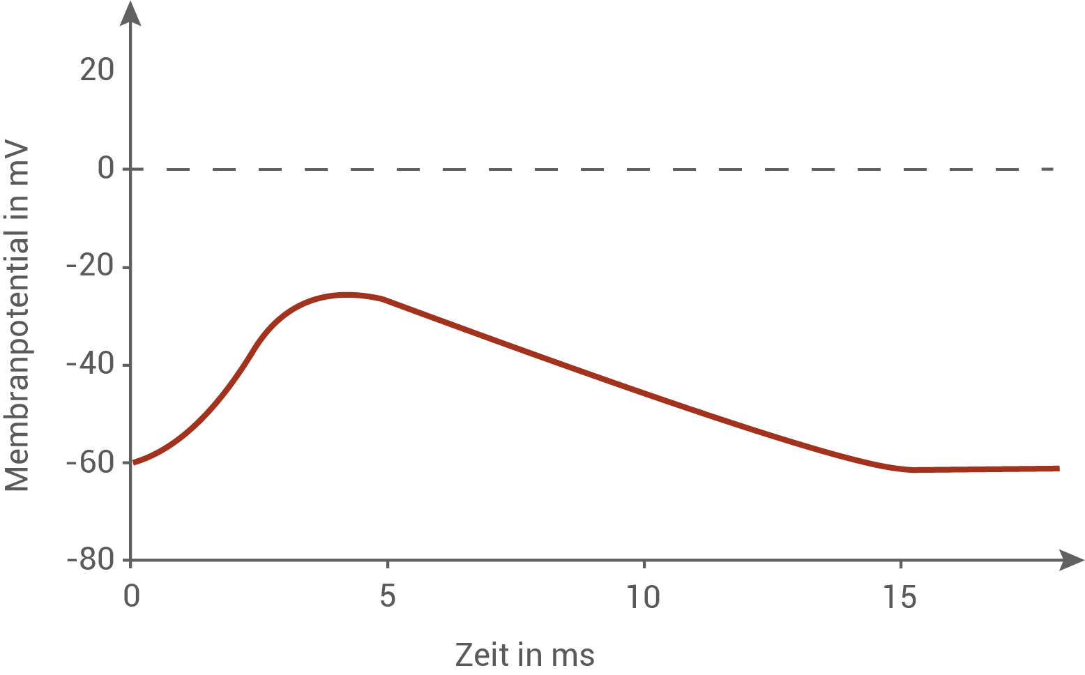 Diagramm zeigt das Membranpotential über die Zeit in Millisekunden.