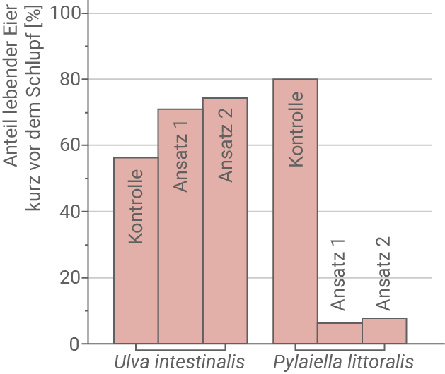 Balkendiagramm: Anteil lebender Eier kurz vor Schlupf (%) für Ulva intestinalis und Pylaella littoralis unter Kontrolle, Ansatz 1, Ansatz 2.