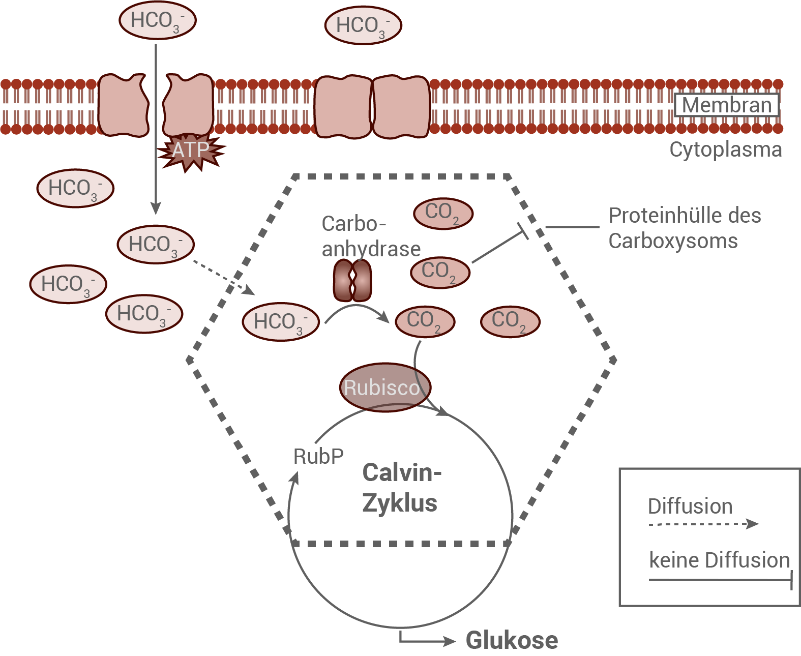 Diagramm des Calvin-Zyklus mit Membran, Rubisco und Carboxylasen. Darstellung von HCO₃⁻ und CO₂.