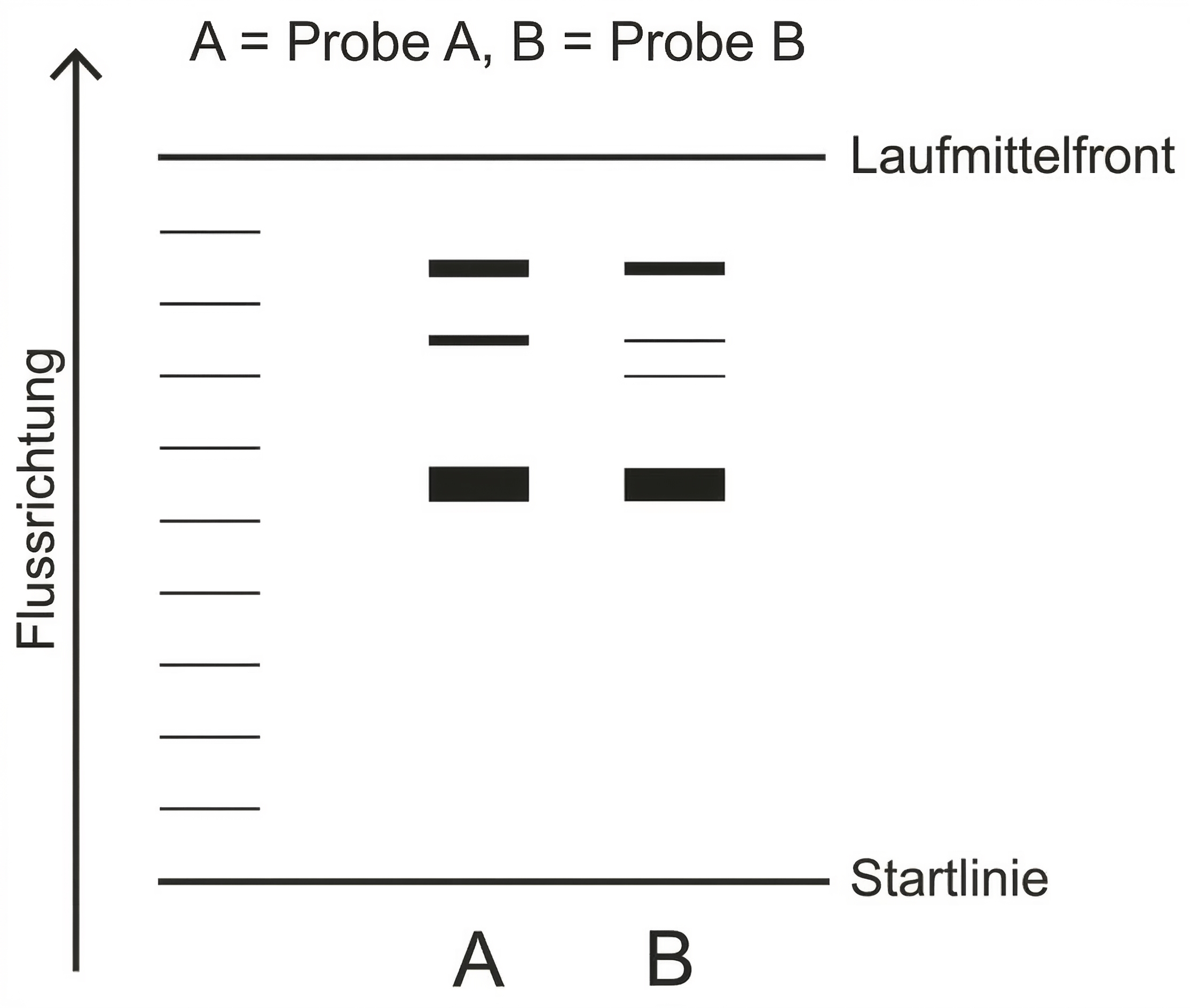 Schematische Darstellung Dünnschichtchromatographie von Proben A und B mit Banden, Flussrichtung nach oben, Startlinie unten und Laufmittelfront oben.