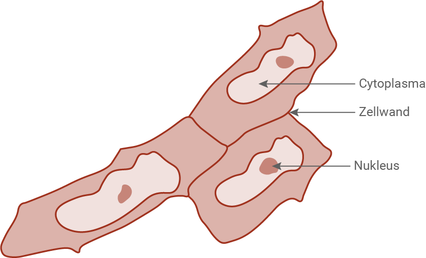 plasmolyse