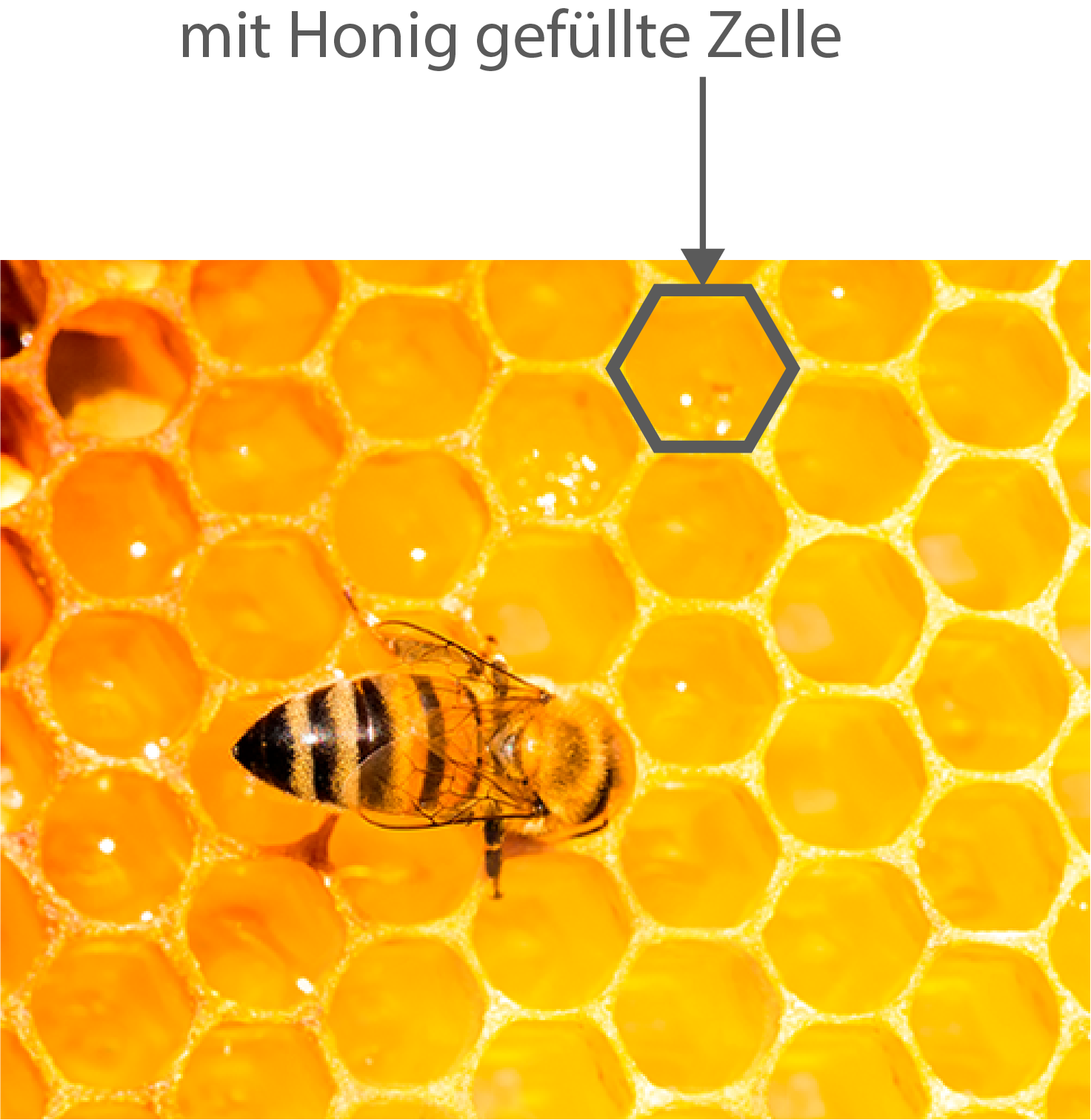 Biene auf Honigwabe, markierte Zelle ist mit Honig gefüllt