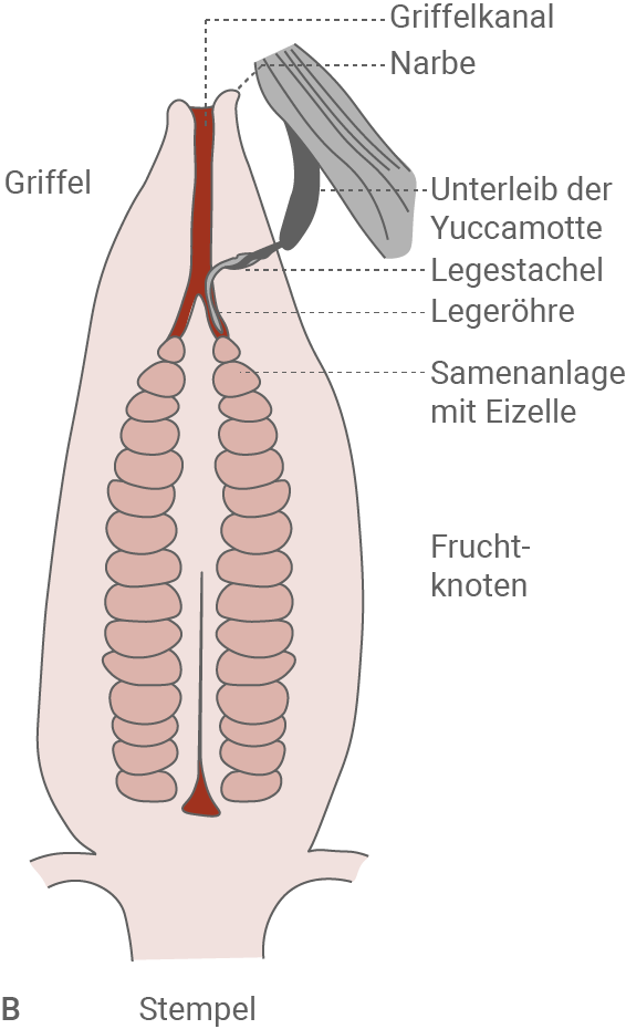Diagramm der Blütenstruktur mit Griffel, Stempel und Fruchtknoten.