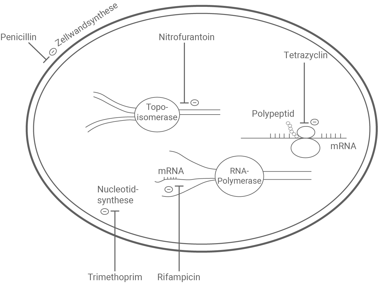 Schematische Darstellung eines Bakterienzells mit verschiedenen Antibiotika und deren Wirkungsorten.