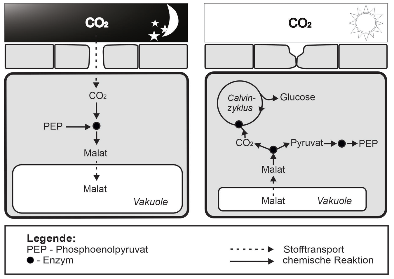 Schematische Darstellung: nachts CO2 als Malat gespeichert, tagsüber freigesetzt und im Calvin-Zyklus zu Glucose verarbeitet.