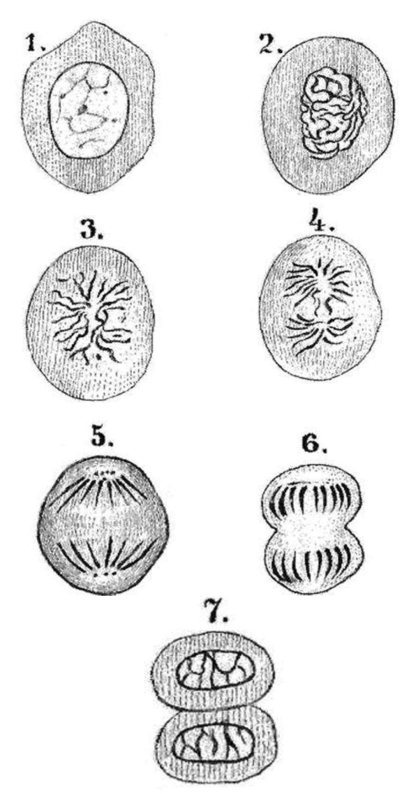 Schematische Zeichnung: sieben nummerierte Stadien der Zellteilung in runden Zellen.