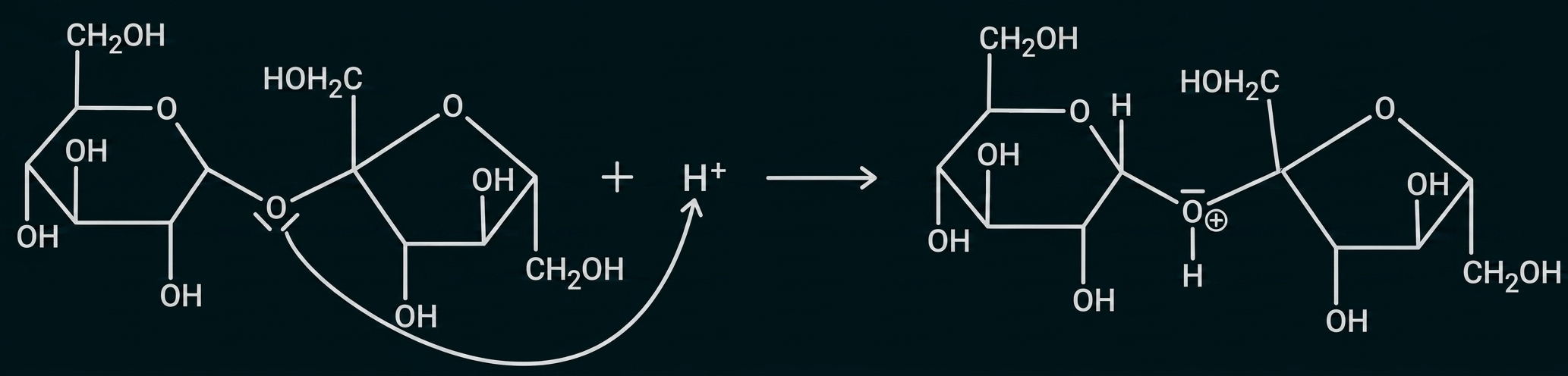 Mechanismus: Protonierung und Spaltung einer glykosidischen Bindung zwischen zwei Glukose-Ringen