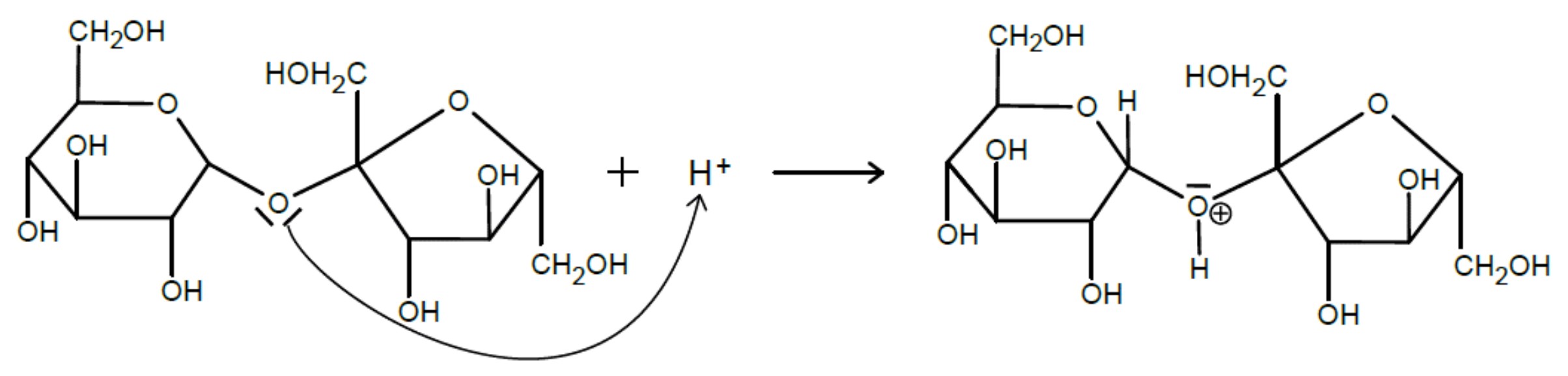 Mechanismus: Protonierung und Spaltung einer glykosidischen Bindung zwischen zwei Glukose-Ringen