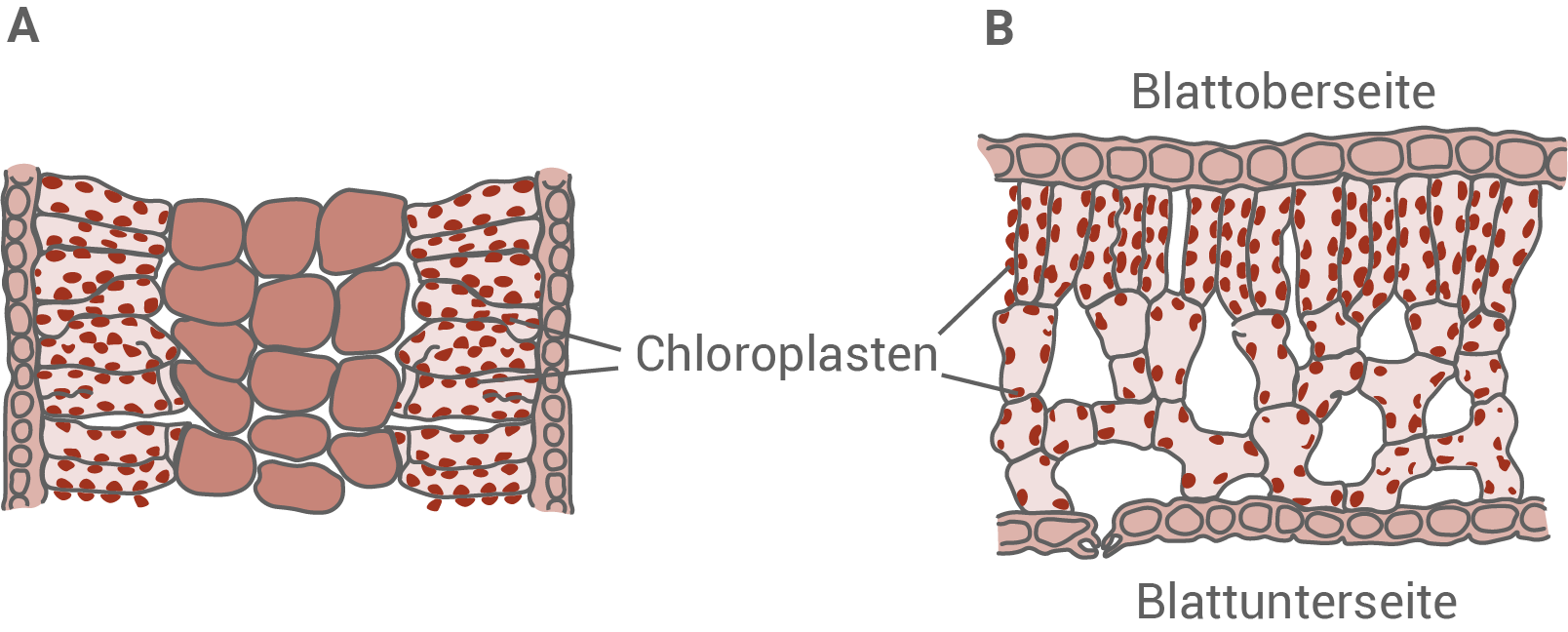 Schematische Darstellung von Pflanzenzellen mit Chloroplasten auf Blattober- und -unterseite.
