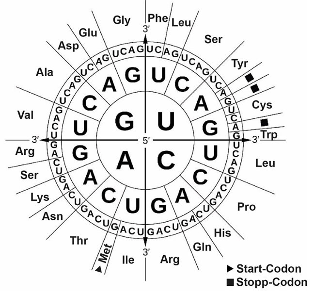 Codon-Rad mit RNA-Codons und zugeordneten Aminosäuren, Markierung von Start- und Stopp-Codons.