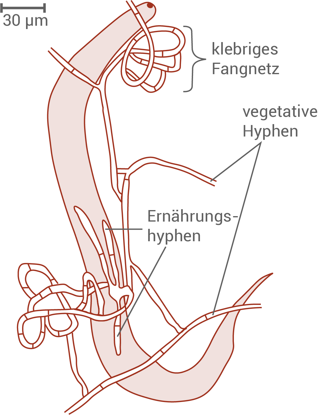 Nematode in Fangnetz