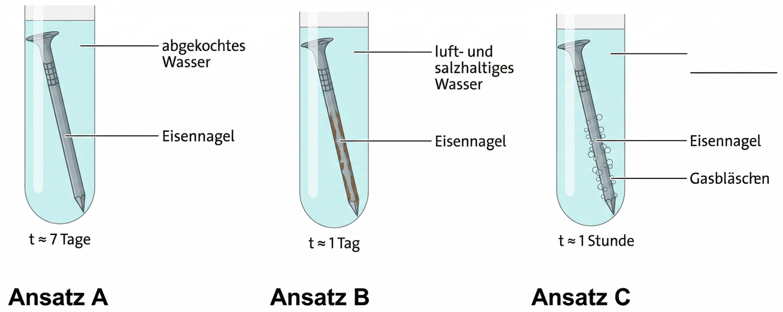Drei Reagenzgläser mit Eisennägeln: A abgekochtes Wasser (kein Rost), B salzhaltiges Wasser (Rost), C mit Gasbläschen (schnelle Reaktion)