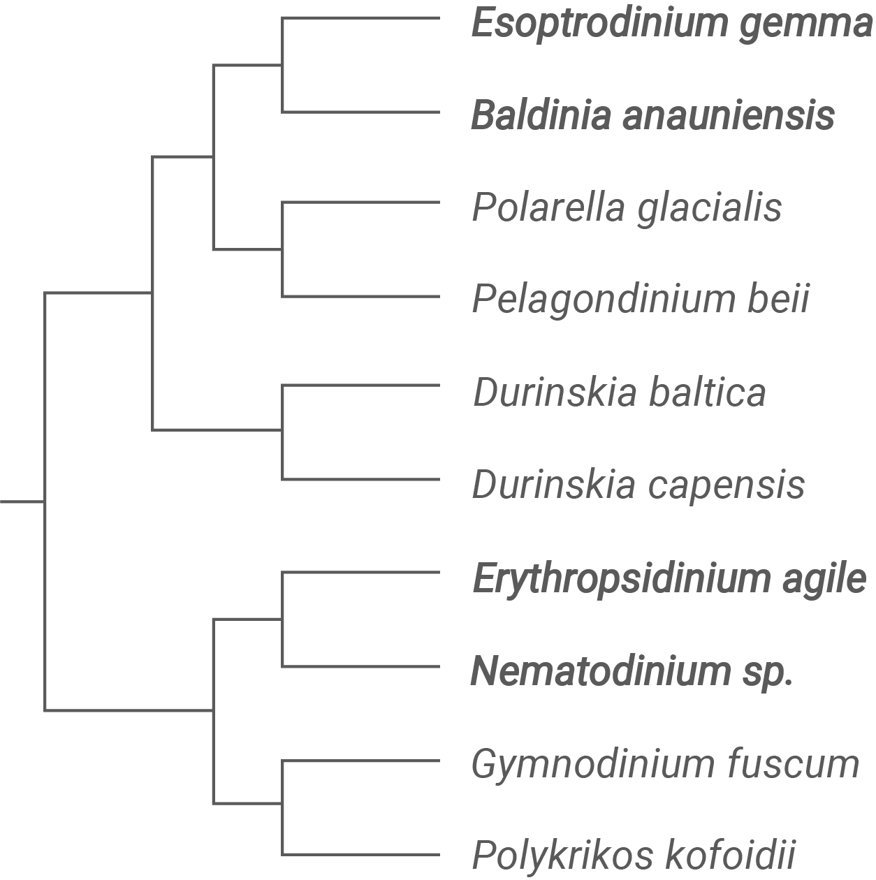 Baumdiagramm mit verschiedenen Mikroalgenarten und deren Beziehungen zueinander.