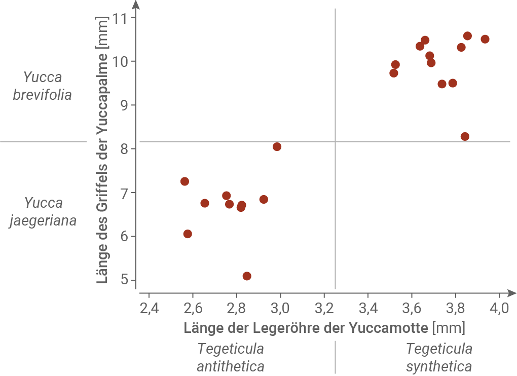Scatterplot mit Daten zu Yucca-Pflanzen und deren Griffellängen in mm.