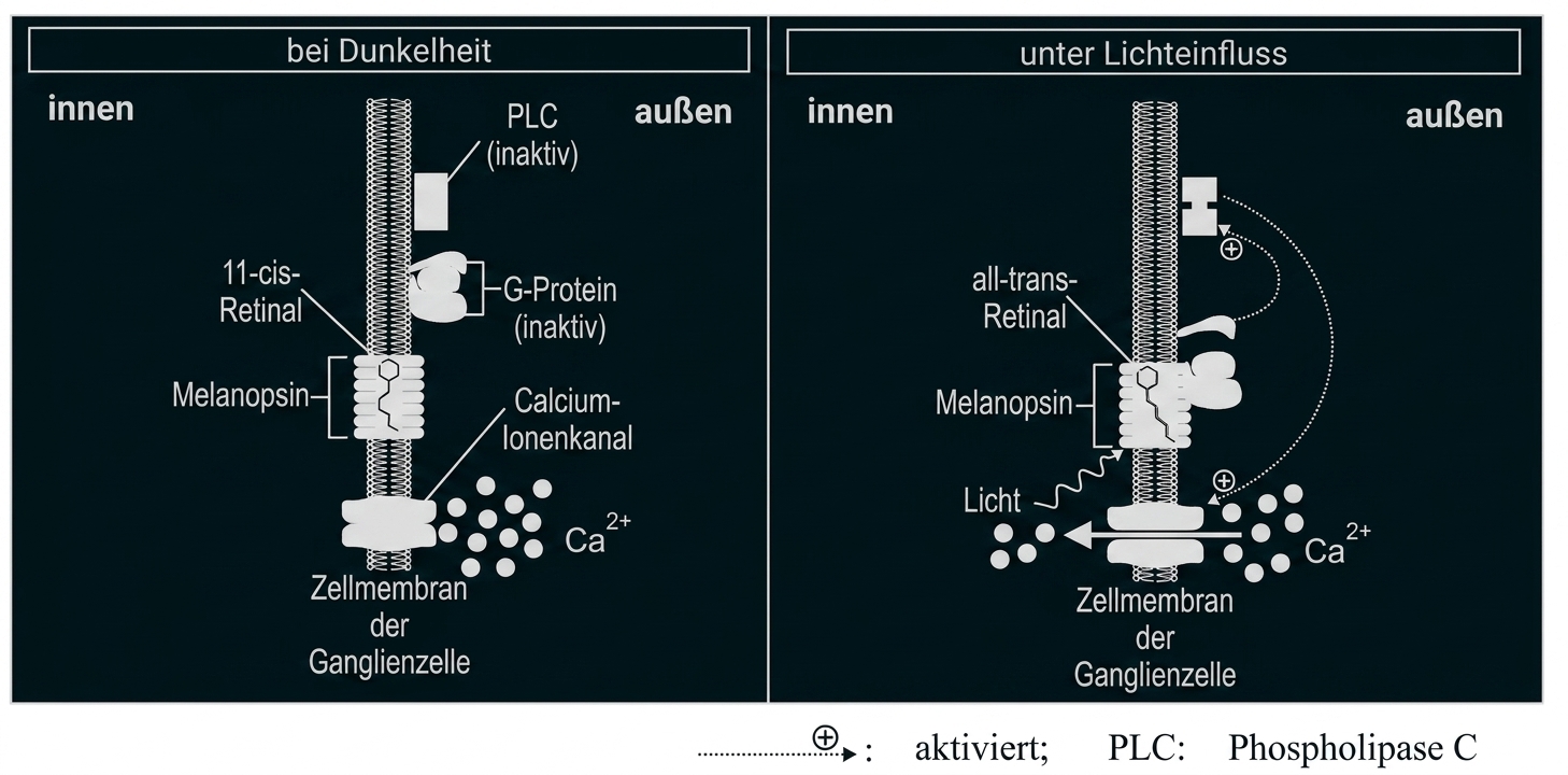 Schema: Melanopsin in Ganglienzelle bei Dunkelheit vs. Licht, Retinalzustände, Calciumkanäle und Signalübertragung