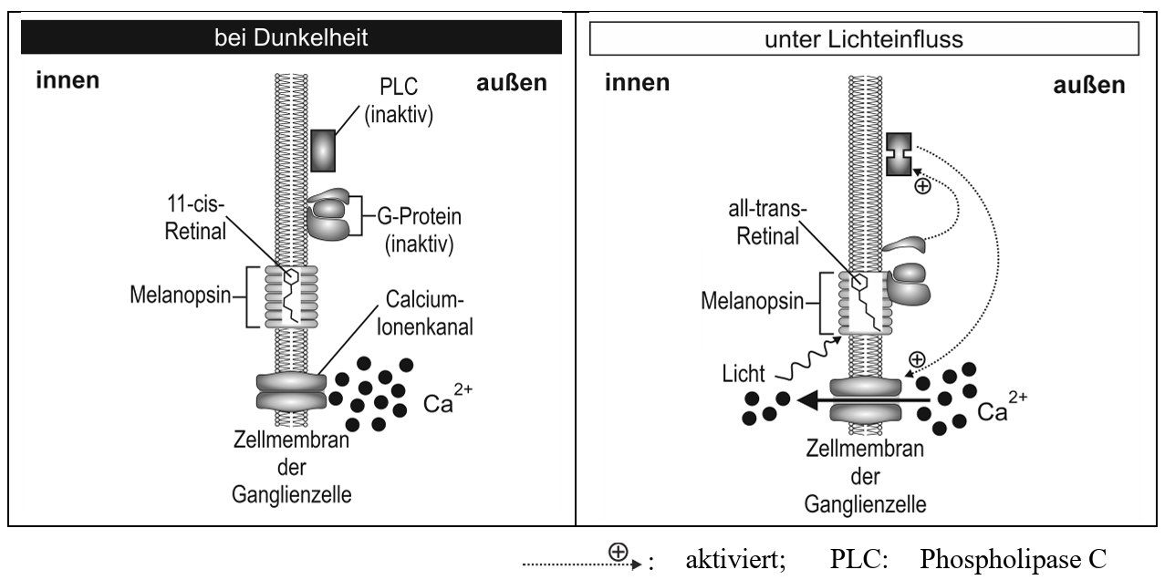 Schema: Melanopsin in Ganglienzelle bei Dunkelheit vs. Licht, Retinalzustände, Calciumkanäle und Signalübertragung
