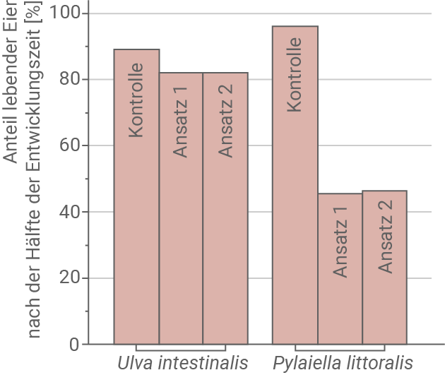 Balkendiagramm: Prozent lebender Eier (Kontrolle, Ansatz 1, Ansatz 2) für Ulva intestinalis und Pylaeilla littoralis.