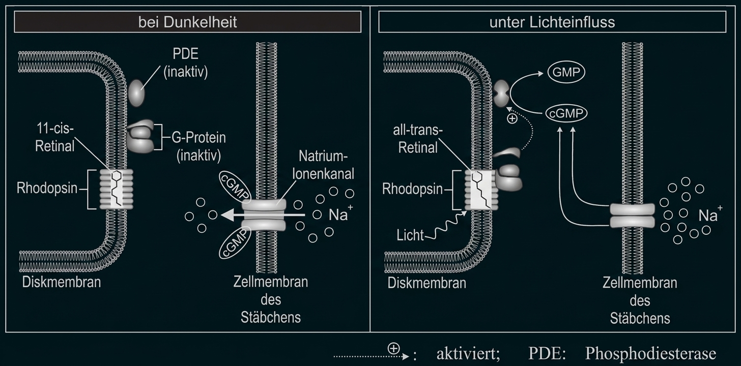 Zwei Panels: Stäbchen-Photorezeptor bei Dunkelheit (offene Na+-Kanäle) und unter Licht (Rhodopsin aktiviert, Kanäle schließen).