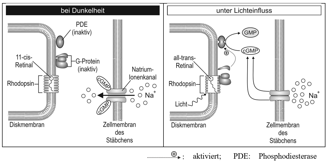 Zwei Panels: Stäbchen-Photorezeptor bei Dunkelheit (offene Na+-Kanäle) und unter Licht (Rhodopsin aktiviert, Kanäle schließen).