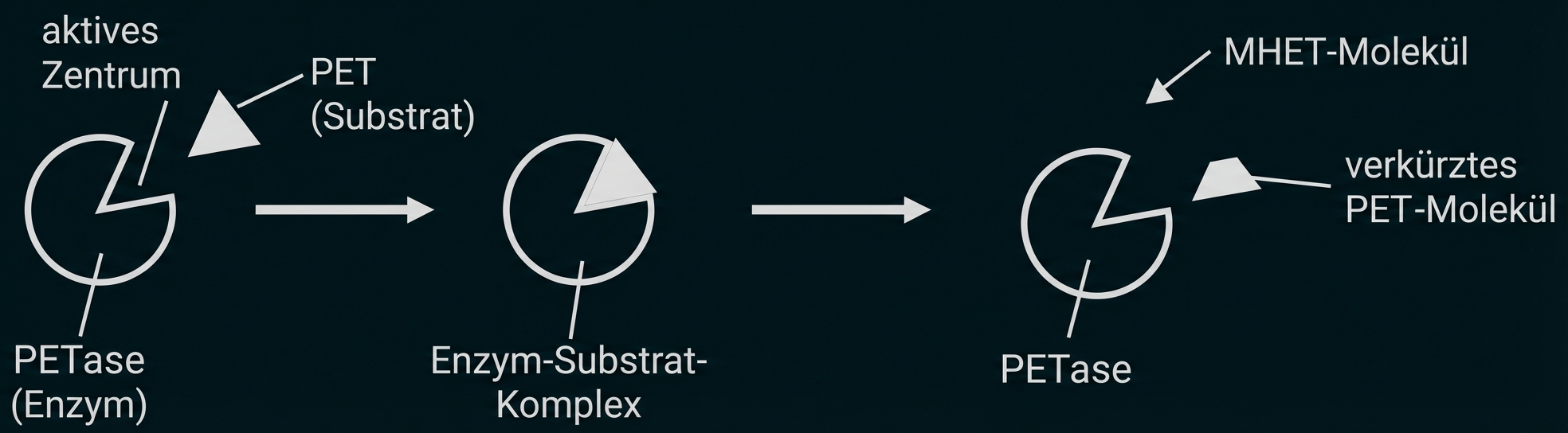 PETase bindet PET-Substrat, bildet Enzym-Substrat-Komplex und spaltet PET in verkürzte Moleküle (MHET).