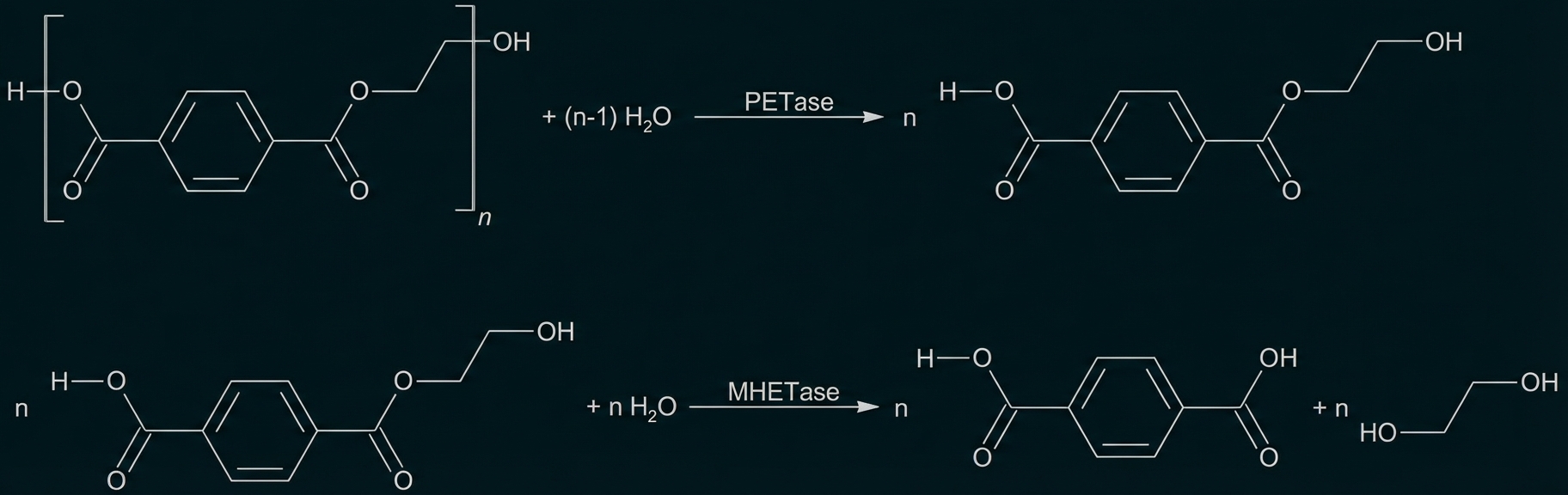 Schematische Darstellung der enzymatischen Zersetzung von PET in kleinere Monomere.